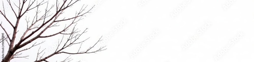 Stark, bare branches against a bright white backdrop , wood, branches, serene Stark, bare branches against a bright white backdrop , wood, branches, serene