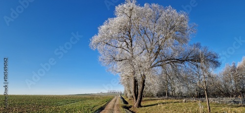 Cold