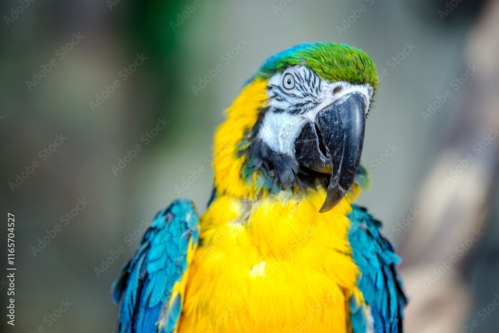 Fototapeta premium Blue-and-yellow Macaw sitting on a branch at the zoo 