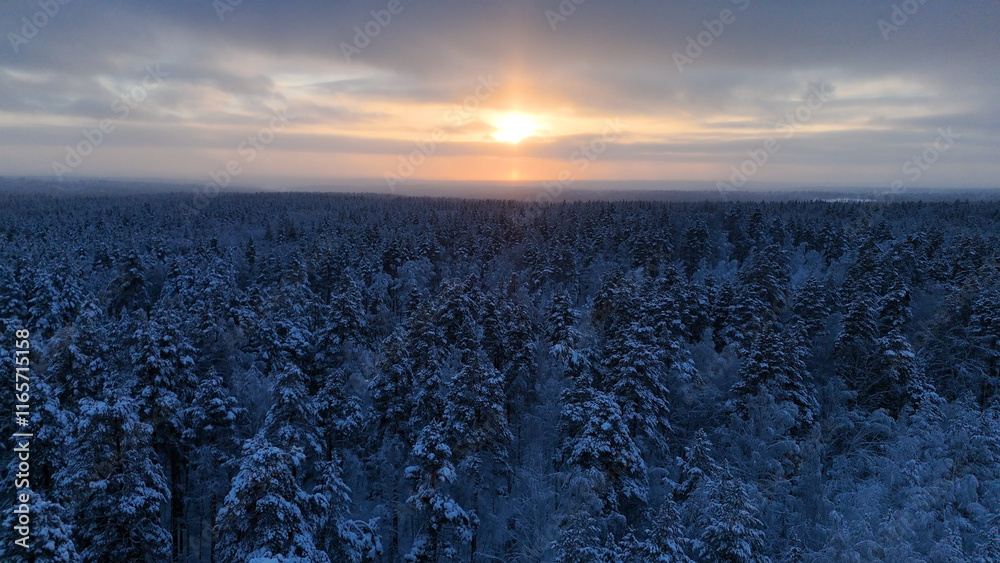 sunset flight over a snow-covered spruce forest sunset flight over a snow-covered spruce forest