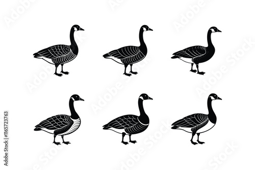 "Set of Canada Goose Vector Illustration"

