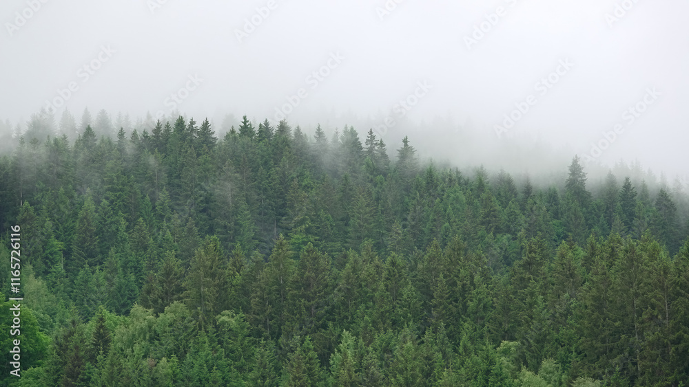Broullard sur une forêt de sapins Broullard sur une forêt de sapins