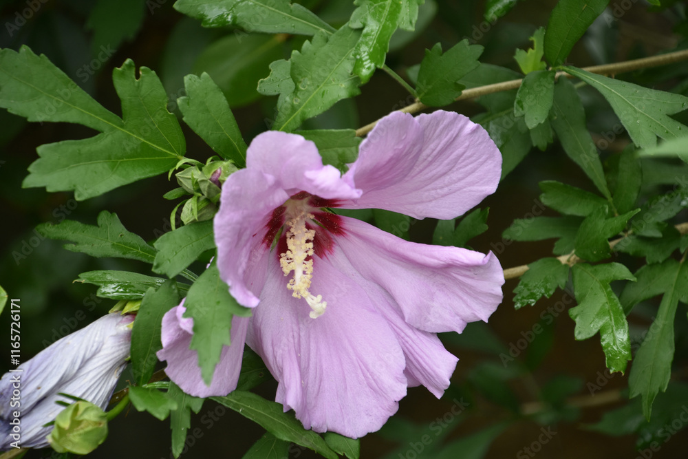 Flowering Pink Rose of Sharon in a Garden Flowering Pink Rose of Sharon in a Garden