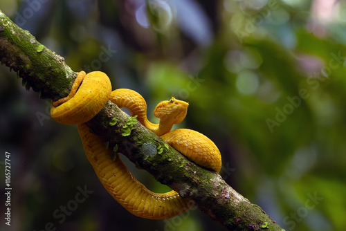 Bothriechis schlegelii, known commonly as the highland eyelash-pitviper or Schlegel's eyelash-pitviper lying on a branch in the middle of the rainforest. photo