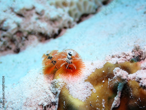 イバラカンザシ