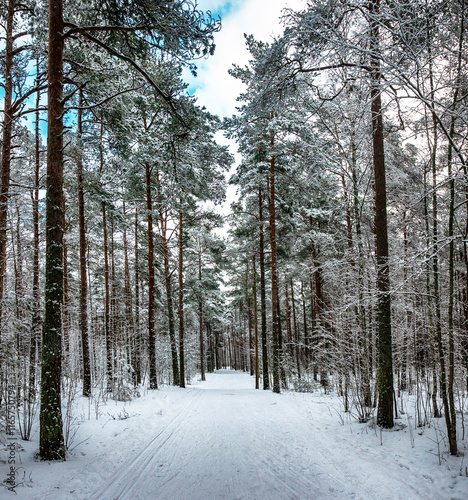 Forest in Estonia, covered with snow. Winter seasonal landscape