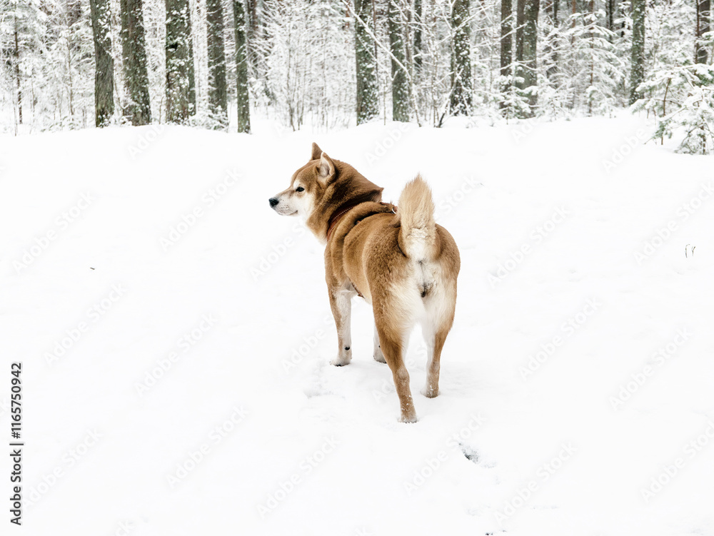 Funny friendly brown Shiba Inu dog in the winter forest Funny friendly brown Shiba Inu dog in the winter forest
