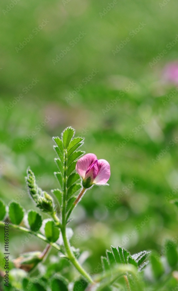 Close-Up of Fresh Green Chickpeas Flower: Delicate Blooms in Agriculture Close-Up of Fresh Green Chickpeas Flower: Delicate Blooms in Agriculture