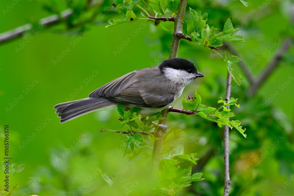 Obraz premium Sumpfmeise // Marsh tit (Poecile palustris) 