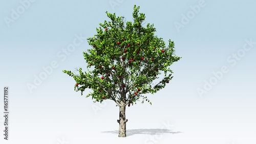 Sweet red apple fruit tree, fruit tree growing from the ground up