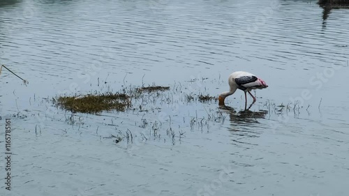 stork in a lake, view of a stork in an Indian national park