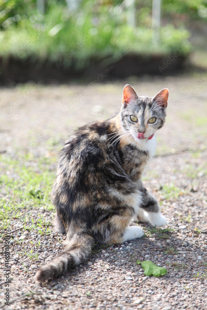 Naklejka premium Eine Katze aus der Nähe mit süßem Blick