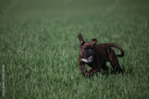 Ein junger Boxer Hund läuft über ein Feld photo