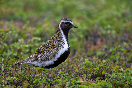 A golden plover in the northern Scandinavian fells photo