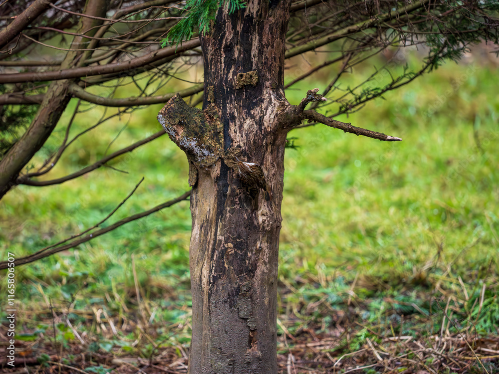 Fototapeta premium Treecreeper Feeding on a Fir Tree