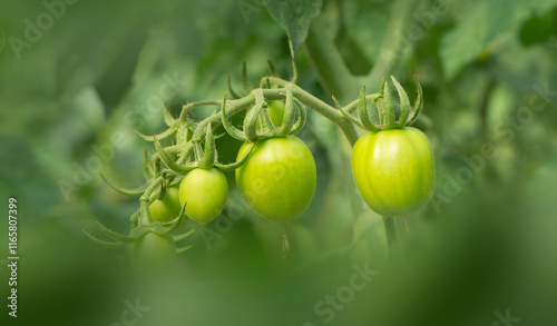 Green Tomatoes on the Vine.