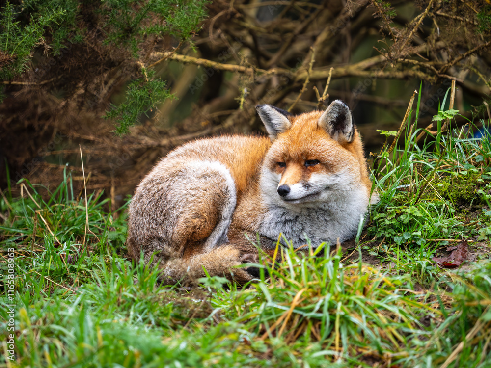 Fox Resting on a Grass Bank Fox Resting on a Grass Bank