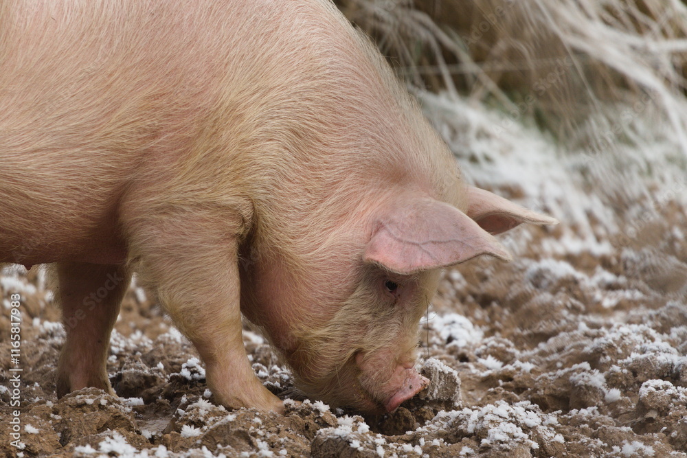Dirty domestic pig aka Sus domesticus in the pigsty. Small farm in Czech republic. Dirty domestic pig aka Sus domesticus in the pigsty. Small farm in Czech republic.