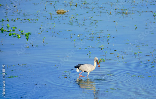 Open billed stork fishing in a pond photo