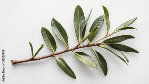 Tea tree twig melaleuca on white background photo