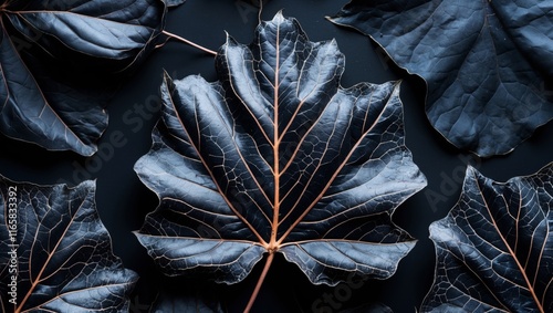 Vivid black gum tree leaf on dark backdrop photo