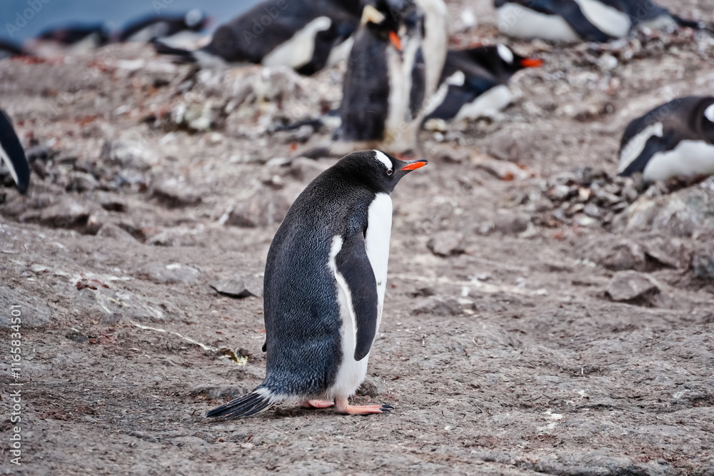 Naklejka premium penguin on the rocks