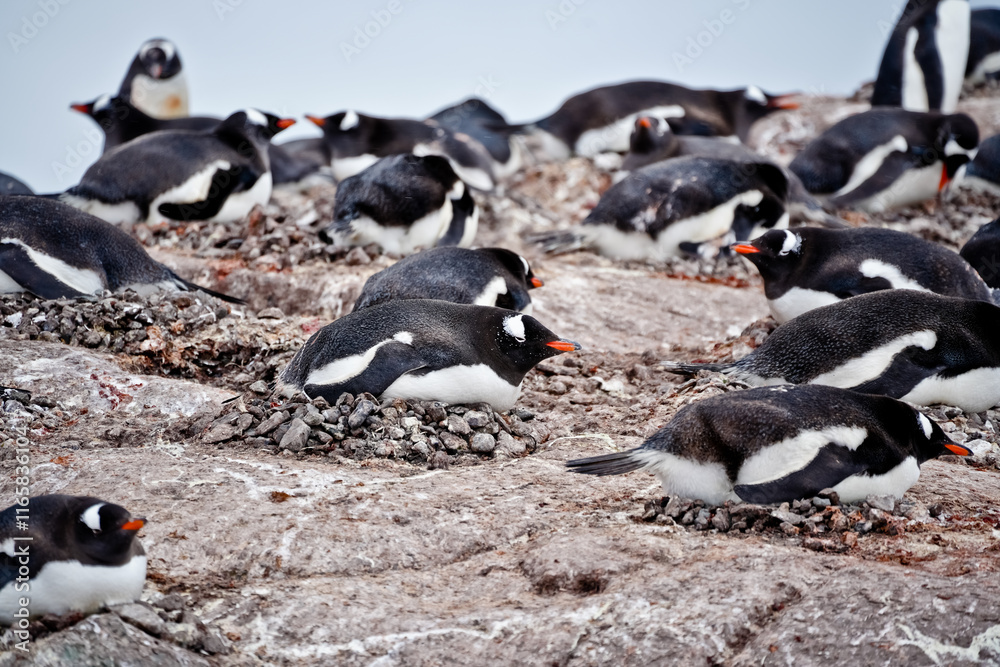 Naklejka premium penguins on the rocks