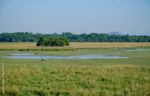 A rhino grazing alongside grey herons in the grasslands of Pobitora National Park, Assam, India photo