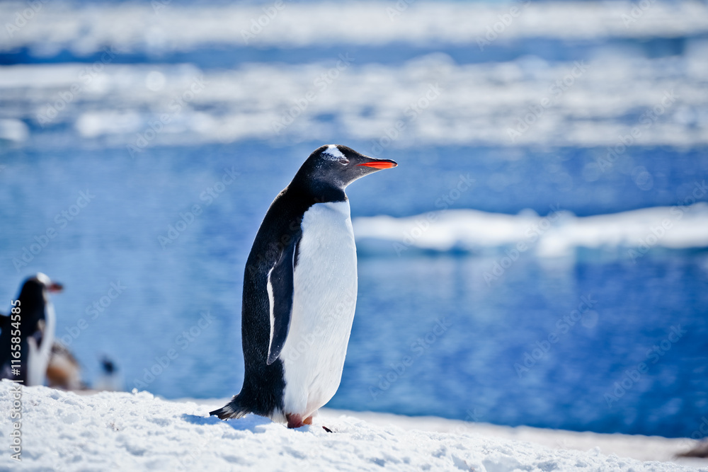 Fototapeta premium standing penguin 