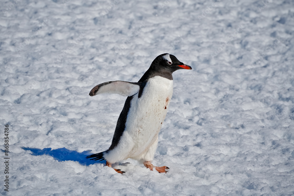Fototapeta premium waddling penguin