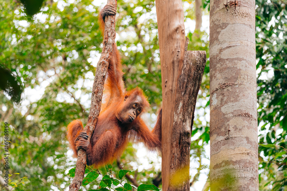 Orangutan in the jungle of Borneo, Indonesia.