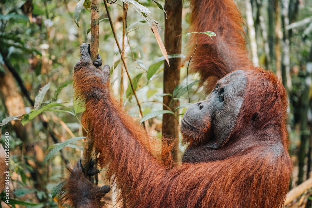 Orangutan in the jungle of Borneo, Indonesia.
