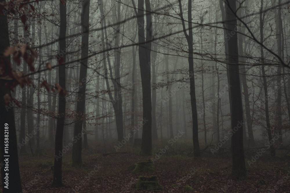 Moody Woodland Moody Woodland
