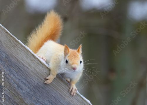 White squirrel (leucistic red squirrel) posing on wooden rail on a cold winter morning in Canada photo