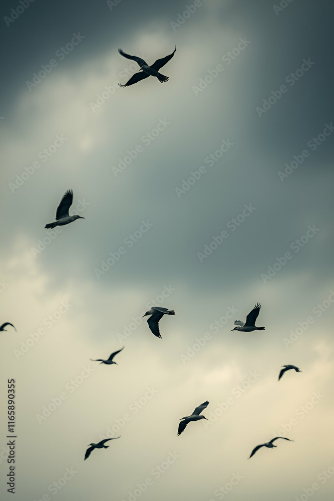 Fototapeta premium birds in the sky