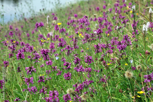 Bank of Common Hedge-Nettle plants, Derbyshire England
