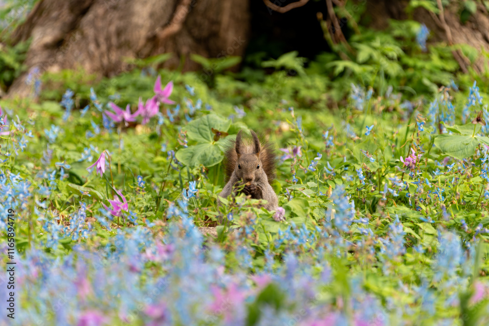 Fototapeta premium 北海道 エゾリス リス げっ歯類 哺乳類 エゾリー 花 エゾサンゴク カタクリ 栗鼠 