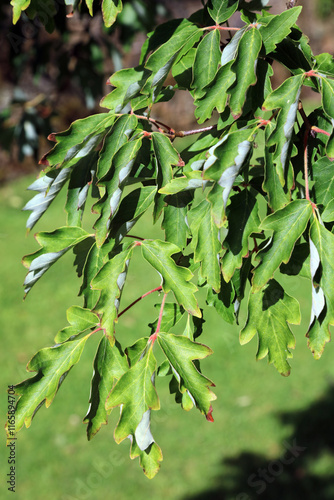 Closeup of Paperbark Maple leaves, Oxfordshire England photo