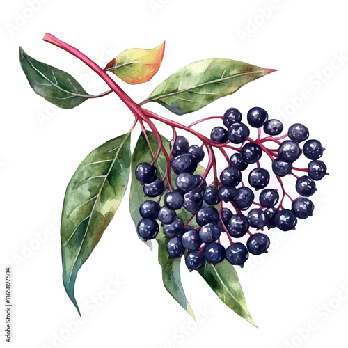 A watercolor vector of elderberries, isolated on a white background. Elderberry vector.
