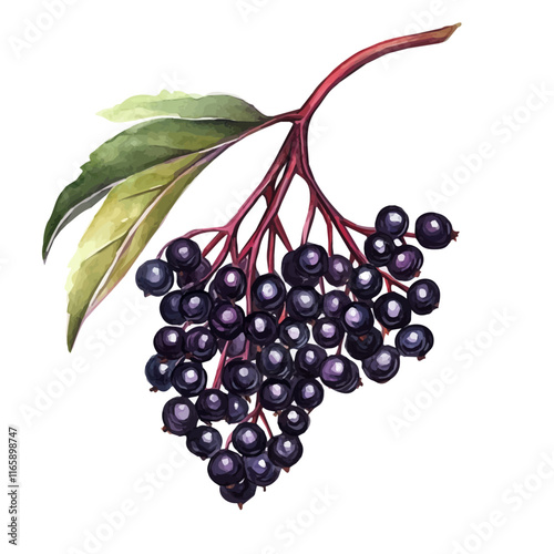 A watercolor of elderberries, isolated on a white background. Elderberry vector.
