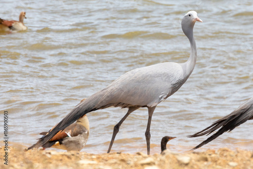 Vulnerable Blue Crane / Stanley Crane / Paradise Crane (Anthropoides paradiseus) walking at farm dam with Egyptian Geese, Overberg, Western Cape, South Africa photo