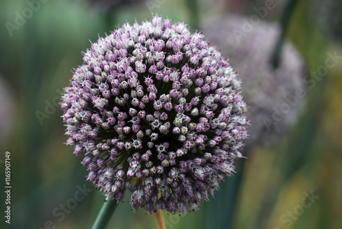 Blume, Blüte, Zierlauch photo