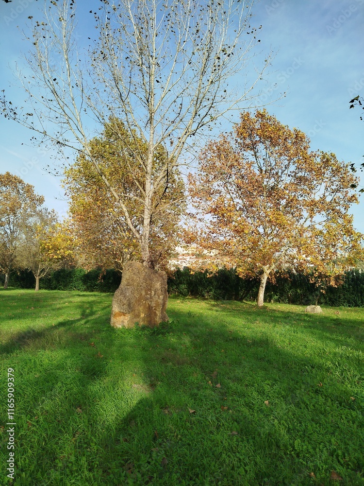 Obraz premium spring in the park