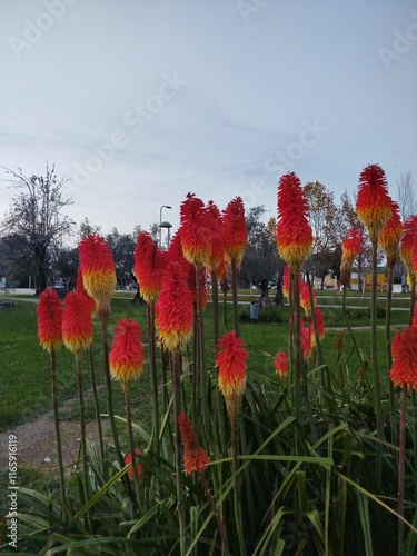 red poppy field, in the park, Mealhada Portugal photo