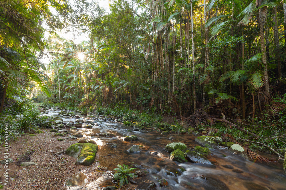Rainforest in Nightcap National Park NSW Australia. Stream in the jungle. Rainforest in Nightcap National Park NSW Australia. Stream in the jungle.