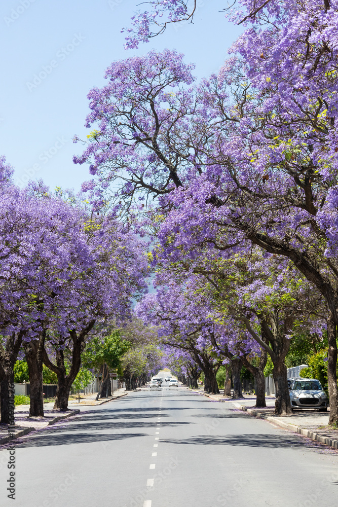 Street lined with purple flowering Jacaranda Trees (Jacaranda mimosifolia), Robertson, Western Cape, South Africa Street lined with purple flowering Jacaranda Trees (Jacaranda mimosifolia), Robertson, Western Cape, South Africa