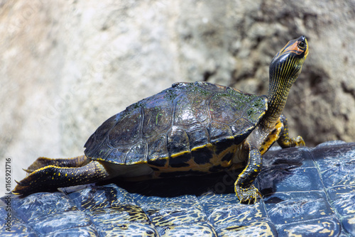 The Indian roofed turtle - Pangshura tecta, climbs on The gharial (Gavialis gangeticus) photo