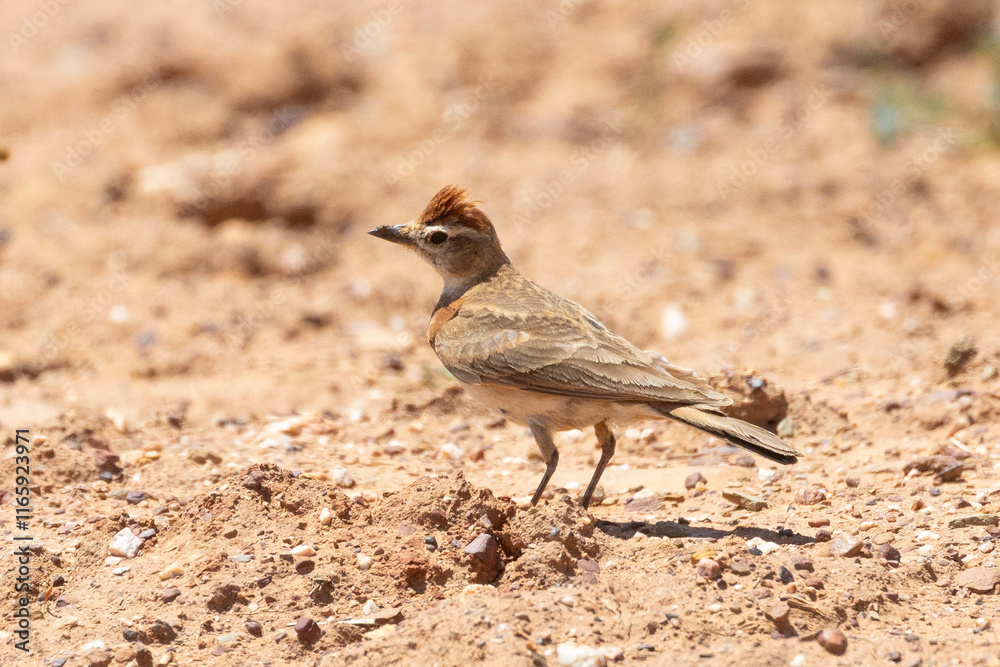 Red-capped Lark (Calandrella cinerea) foraging on ground  i with crest raised in farm field, Swellendam,  Western Cape, South Africa
