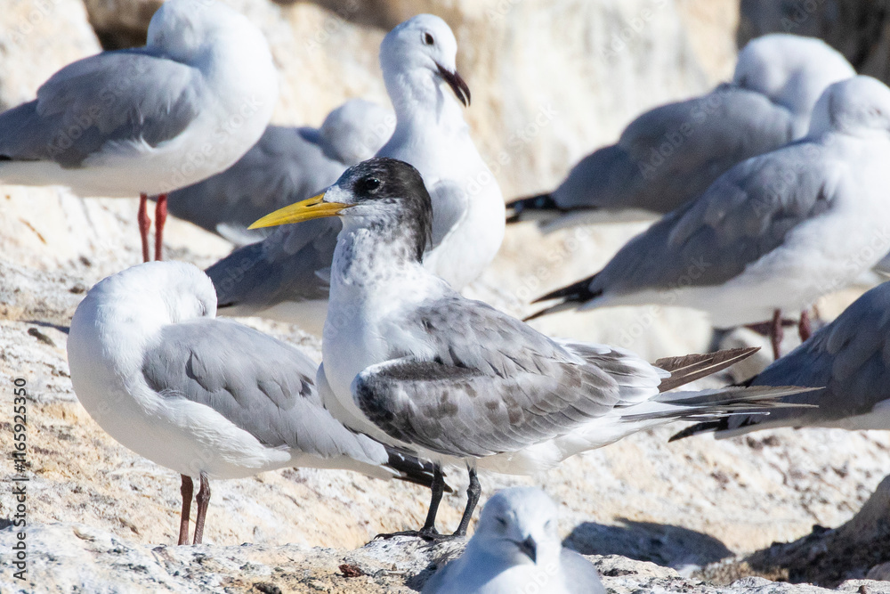 Swift Tern or Greater Crested Tern (Thalasseus bergii) on rocks at a roost with Gray-hooded gulls, Kommetjie, Western Cape , South Africa Swift Tern or Greater Crested Tern (Thalasseus bergii) on rocks at a roost with Gray-hooded gulls, Kommetjie, Western Cape , South Africa