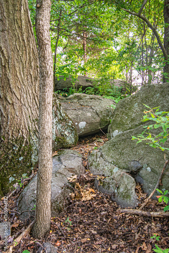 path in the woods
